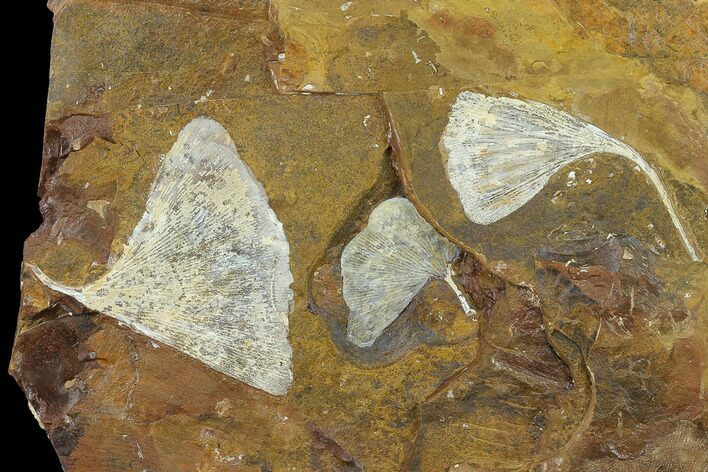 Fossil Ginkgo Leaf Plate - Morton County, North Dakota #132550